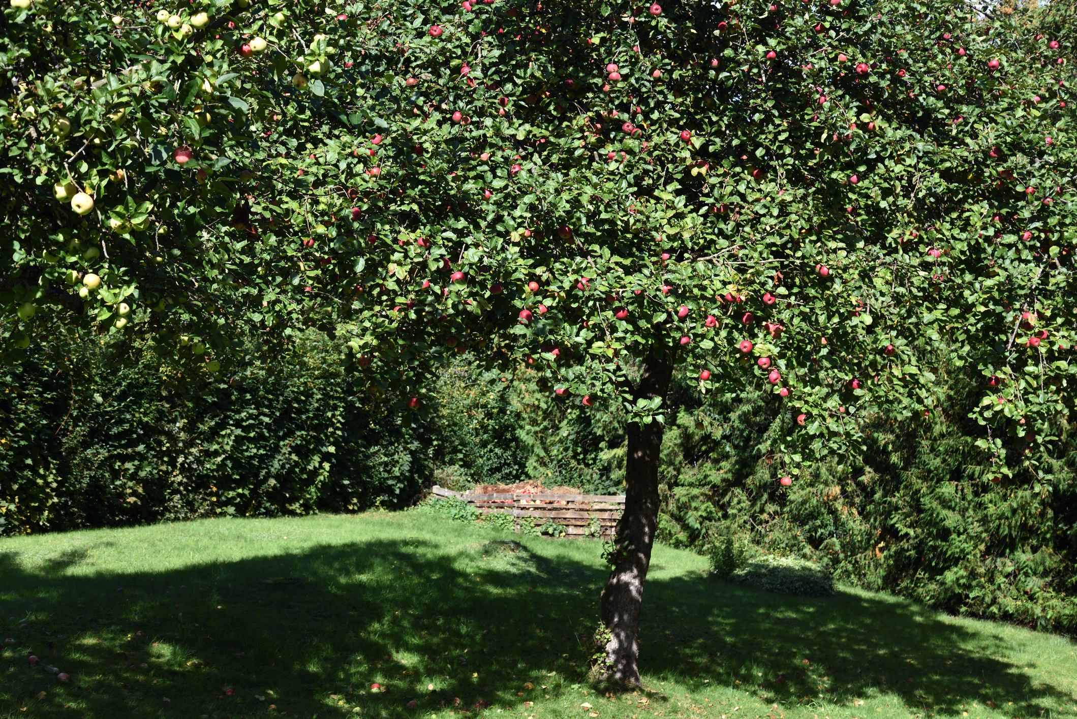 Apfelbaum schneiden Obstbaumschnitt Baumpflege Falkensee
